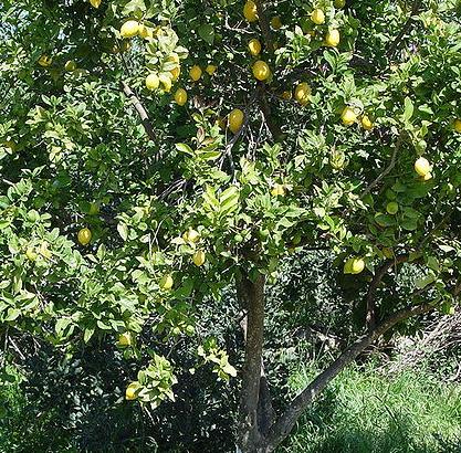 河南新野县地区能种柠檬树吗_360问答