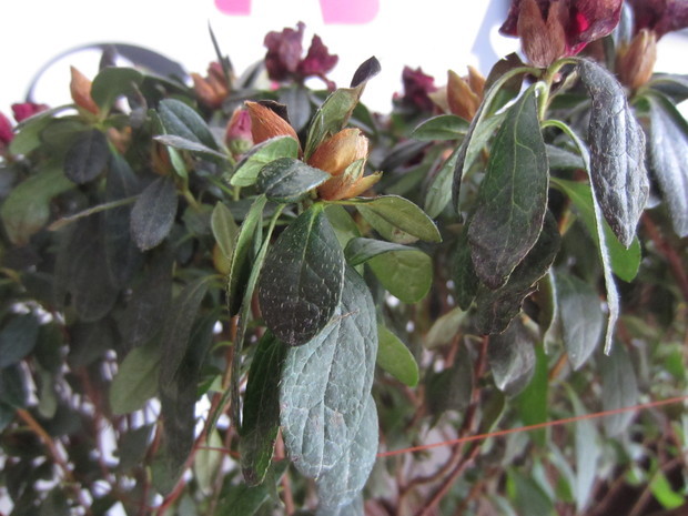 茶花开始掉叶子,杜鹃花都打蔫了图片