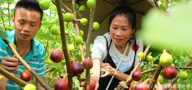 无花果的种植与管理 视频 t01f8e2085b744c6510.jpg