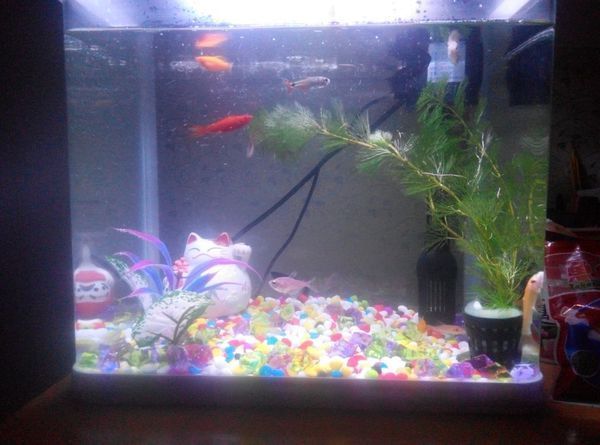 我的34*24*37的水族箱可以混养么,有皮球,黑玛