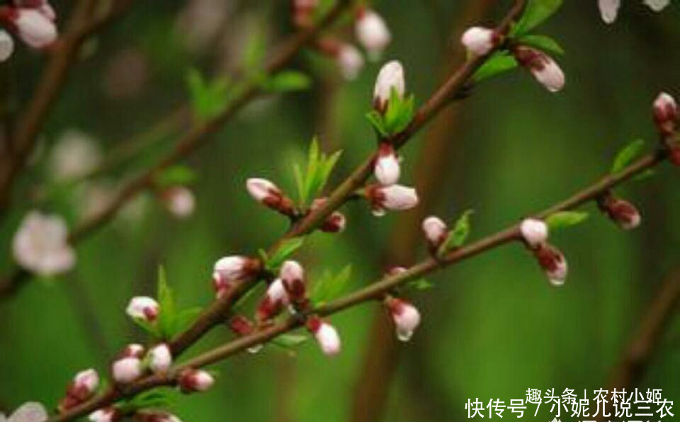 春季桃树主要病虫害以及防治方法