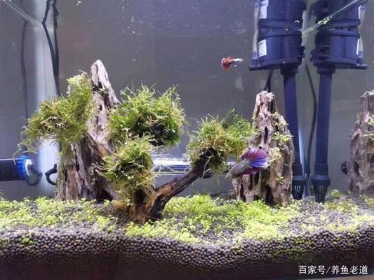 龍魚魚苗圖片大全欣賞（龍魚魚苗圖片大全欣賞視頻）