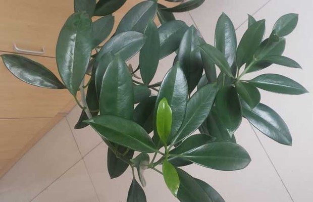 橡皮树能放卧室吗?_360问答