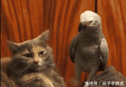 段子:千万不要打扰那些迟迟不回复你的人