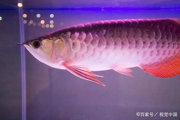 金龍魚稻香米價(jià)格多少（金龍魚稻香米價(jià)格多少錢一斤）