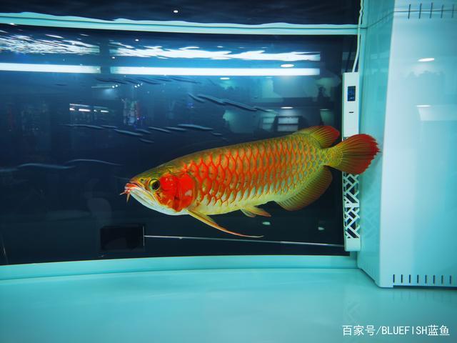 用魚(yú)缸養(yǎng)魚(yú)怎么養(yǎng)護(hù)?（用魚(yú)缸養(yǎng)魚(yú)怎么養(yǎng)護(hù)好）