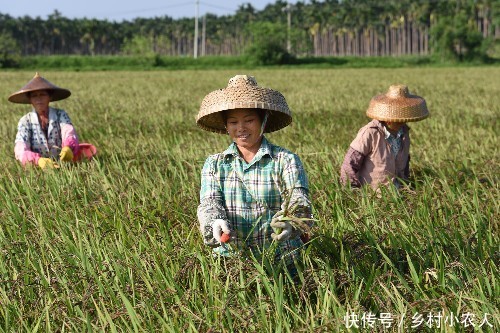 农民注意：有一项补贴快要发放了！但这几种人没有，你有吗？