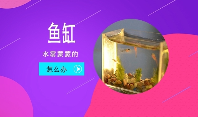 滕州市龍泉博宇水族館（滕州市龍泉博宇水族館電話） 全國水族館企業(yè)名錄