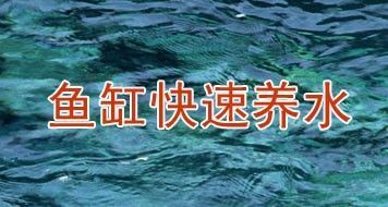 四川本土觀賞魚肉食品（四川觀賞魚批發(fā)市場在哪）