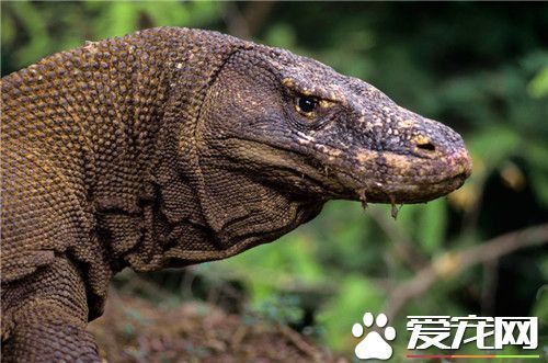 科莫多巨蜥天敌是谁 科莫多巨蜥是没有天敌的