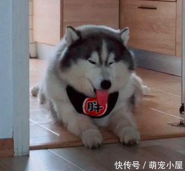 向朋友介绍家里的哈士奇不拆家,朋友看了这货