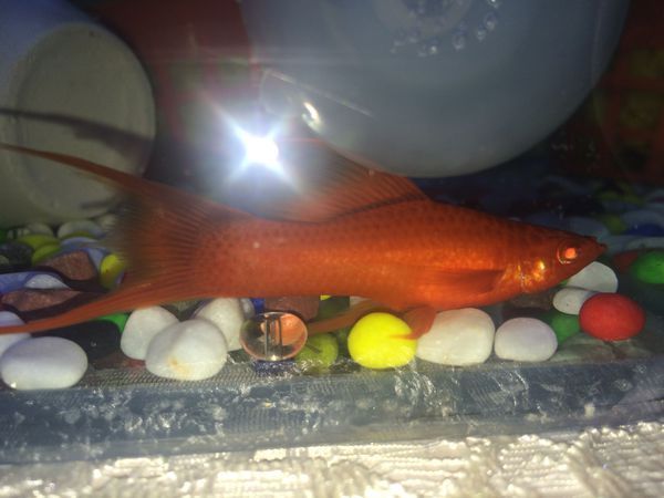 红剑鱼没有缩鳍,但是呼吸急促、沉底没精神。