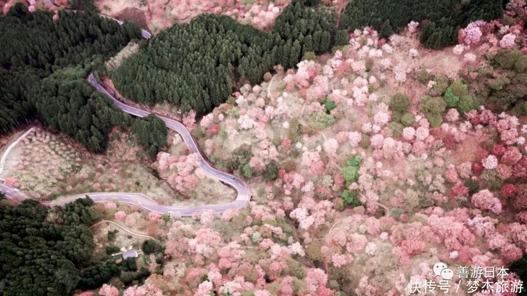 日本网友票选：日本绝景樱花胜地排行榜TOP5！