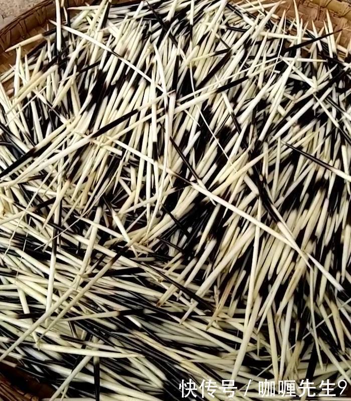 小伙放弃白领工作不干,回农村养“它”单只价值千元,年赚百万