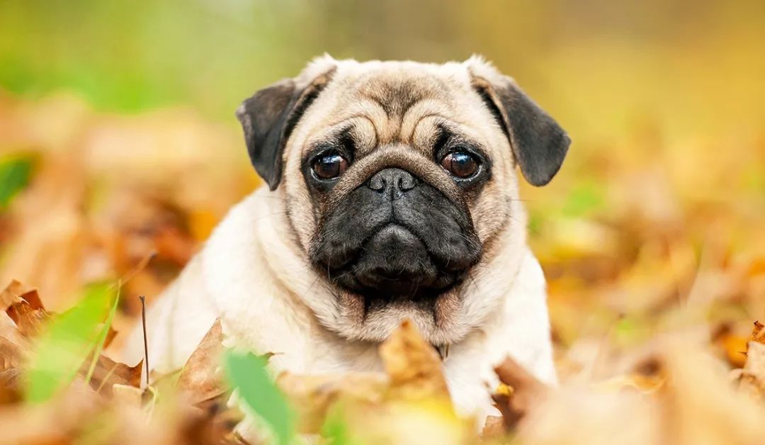 巴哥犬:好脾气又呆萌的小伙伴