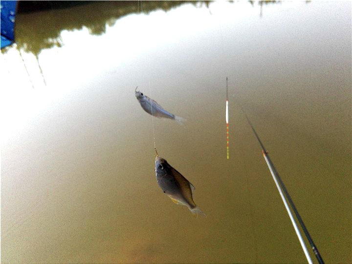 鳑鲏怎么钓 t01fe3b1713f47498cd.jpg?size=720x540