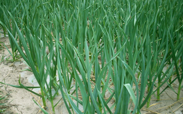 怎样在水里种大蒜?水种大蒜要注意什么?_360