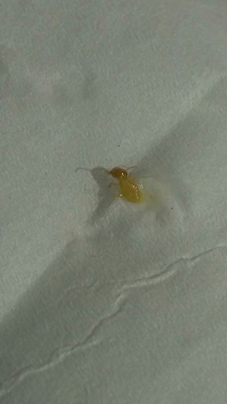 这种是什么虫子? 在厕所的天花板上经常出现一