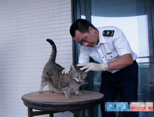 四川检验检疫局下放进出境宠物犬猫检疫权限 