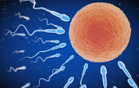 吃什么补卵子快?这5种食物适当吃,好 孕 自然来