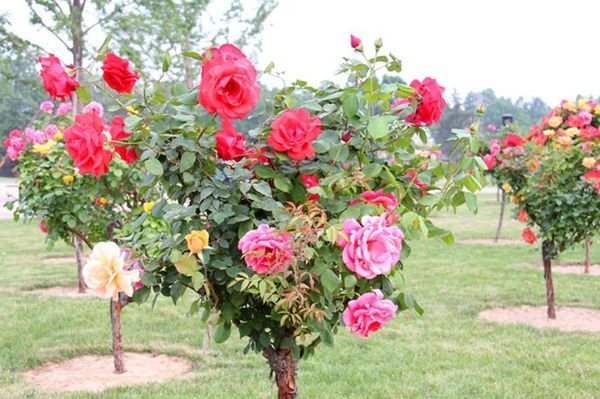 月季花能够嫁接吗_360问答