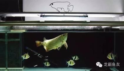 The Exotic Beauty of <strong><mark>arowana</mark></strong> in Guadalcanal: A Comprehensive Guide to Location, Distribution, Business Hours, and Products