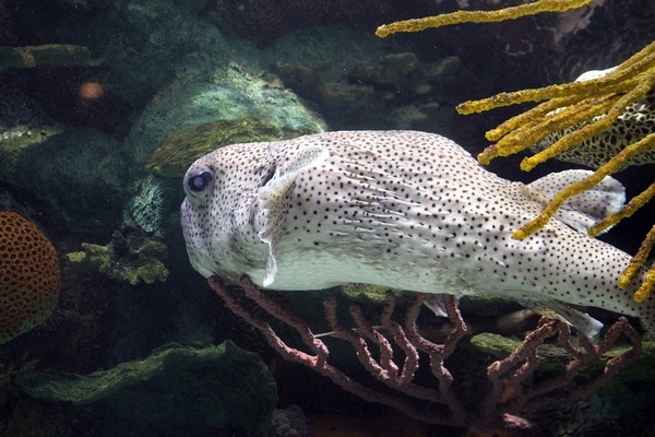 汕頭市龍湖區(qū)珠池福泉水族店（汕頭市龍湖區(qū)珠池福泉水族店電話）