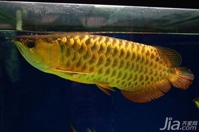 泉州市鯉城區(qū)阿昆水族店（泉州市鯉城區(qū)阿昆水族店地址）