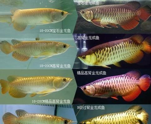 紅龍魚喂飼料好嗎怎么喂(紅龍魚喂養(yǎng))