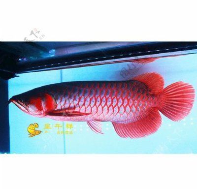 晉安區(qū)相思花魚匯水族店（晉安區(qū)相思花魚匯水族店電話）