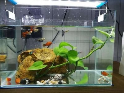 忻州市忻府區(qū)振華水族店（忻州市忻府區(qū)振華水族店電話）