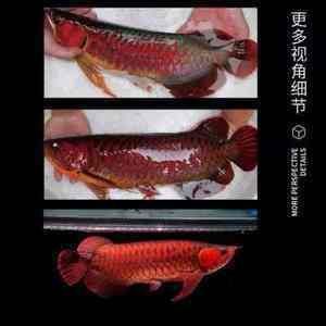 一米二的魚缸適合養(yǎng)多少條魚（一米二的魚缸養(yǎng)幾條魚最好）