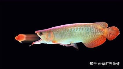 重慶觀賞魚批發(fā)市場有哪些地方 水族問答