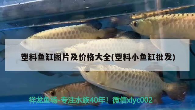 龍魚之巔論壇怎么沒有了：關(guān)于龍魚之巔論壇的詳細(xì)信息 龍魚百科 第4張