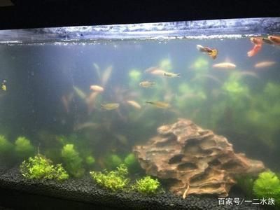 甘南州觀賞魚店（甘南州觀賞魚店電話）