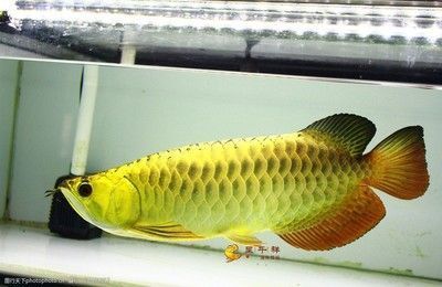 銀龍魚(yú)最佳混養(yǎng)方法視頻教程銀龍魚(yú)最佳混養(yǎng)方法視頻教程 銀龍魚(yú)百科