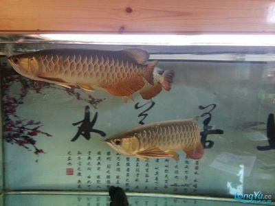 紅龍魚缸用什么顏色燈光好呢視頻（紅龍魚缸用什么顏色燈光好呢視頻講解）