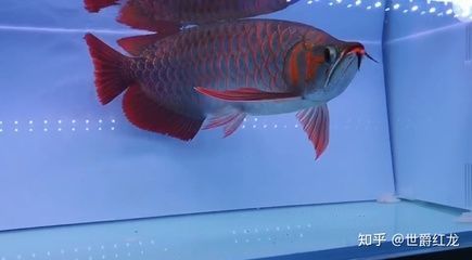 百度百科-牛魔王所有常見(jiàn)的熱帶魚(yú)名稱沒(méi)問(wèn)題