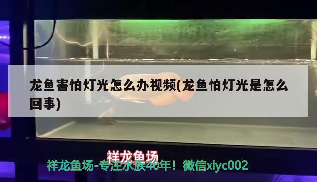 泗水紅龍魚(yú)官方網(wǎng)站（泗水紅龍魚(yú)官方網(wǎng)站地址）