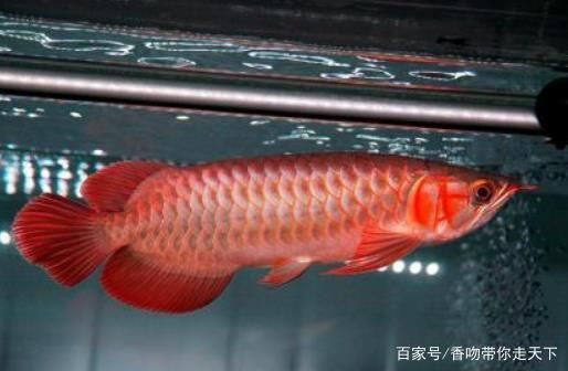 愛客魚缸客服電話多少(愛寶魚缸廠家電話) 觀賞蝦蟹等飼料