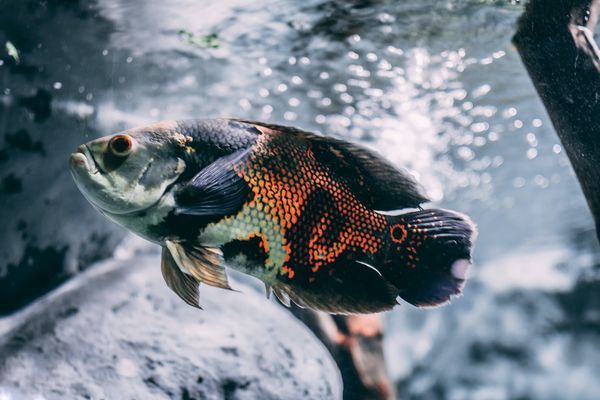 江都区大桥镇水族多色灯管厂（江都区大桥镇水族多色灯管厂电话）