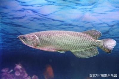 平邑魚多多漁具銷售中心（平邑魚多多漁具銷售中心電話）