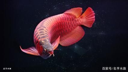 寶應(yīng)縣親近大自然水族館（寶應(yīng)縣親近大自然水族館電話）