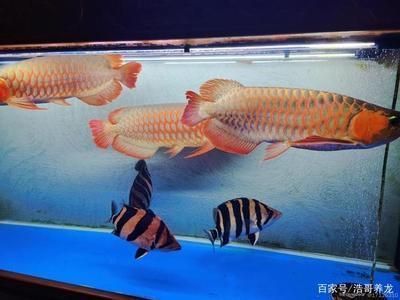 如何鑒別高品質(zhì)龍魚（如何判斷一條龍魚是否具有高品質(zhì)的特征，如何判斷龍魚的品質(zhì)） 水族問答