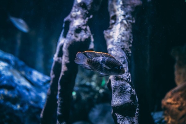 烏魯木齊市米東區(qū)福天水族館（烏魯木齊市米東區(qū)福天水族館電話）