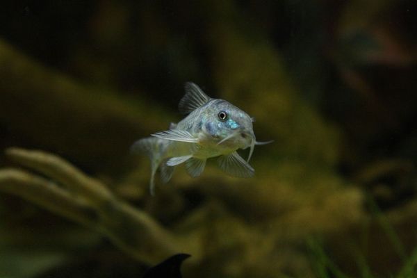 七臺河市桃山區(qū)水族之家觀賞魚店（七臺河市桃山區(qū)水族之家觀賞魚店電話）