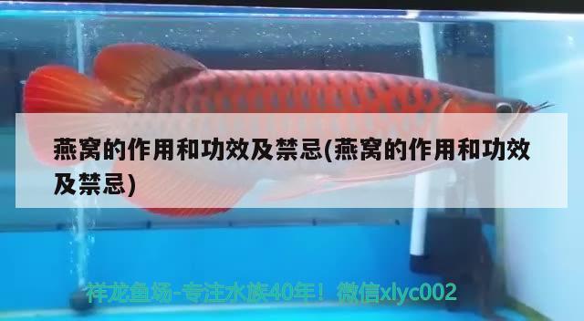 紅龍魚活多少年就死了正常呢圖片（紅龍魚活多少年就死了正常呢圖片大全） 龍魚百科