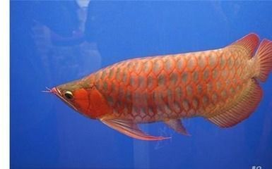 沈陽(yáng)魚缸造景培訓(xùn)班（沈陽(yáng)做魚缸）