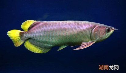 深圳市御瀾閣水族有限公司（深圳市御瀾閣水族有限公司怎么樣）