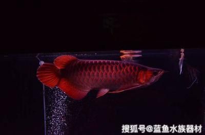 龍魚尾巴下垂怎么治療：如何確定龍魚尾巴下垂的確切原因，治療時需要注意什么 水族問答 第2張